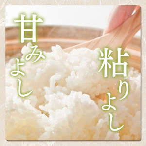 米 コシヒカリ えちご上越米 10kg 令和7年産 お米 新米 白米 精米 銘柄米 新潟県産