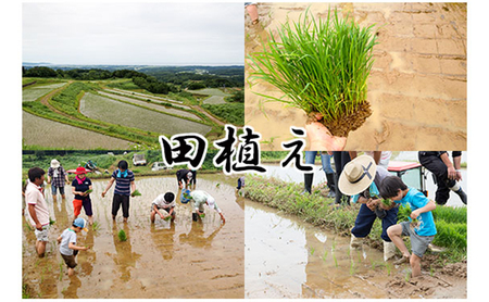 日本酒 久比岐和希水　純米　一度火入れ　720ml お酒 新潟 上越