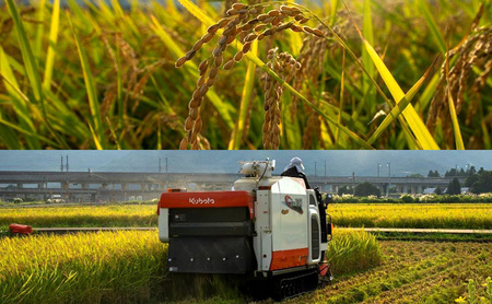 令和7年 新潟県上越産 こしひかり『和泉』10kg 10キロ 上越市 精米 米 ギフト 喜ばれる