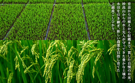 （定期便5kg×6回配送） 令和7年 新潟県上越産 こしひかり『和泉』5kg 5キロ 上越市 精米 米 ギフト 喜ばれる