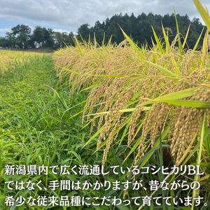 令和7年 新潟県産 特別栽培米 新之助 5kg 5キロ上越市清里区 新潟 精米 従来品種 希少 限定 送料無料