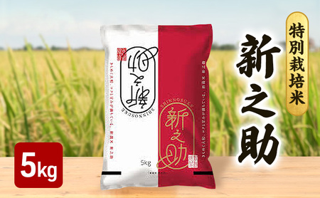 令和7年 新潟県産新之助 特別栽培米 5kg 5キロ 上越市 三和区神田 富永農産 有機肥料、自家製たい肥を使用し米つくり 送料無料