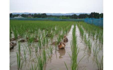 令和7年 新潟県産コシヒカリ アイガモ農法 玄米 10kg 10キロ（5kg×2） JAS有機栽培米 上越市 三和区神田 富永農産 送料無料 安全・安心こしひかり