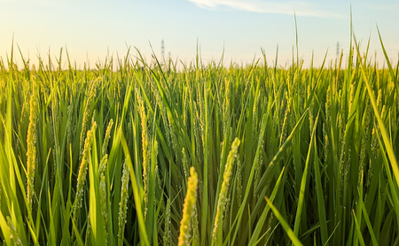 令和7年産 新潟県 上越市産 新之助5kg 白米 ※ご注文月の中旬配送
