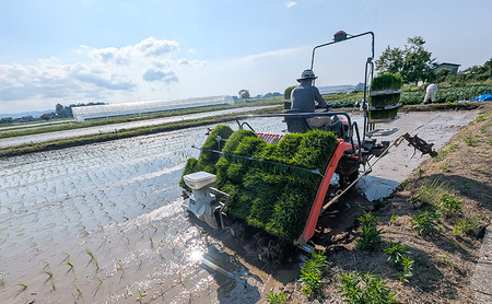令和7年産 新潟県 上越市産 新之助10kg 白米 ※ご注文月の中旬配送