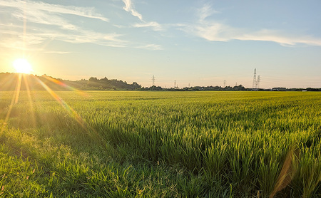 令和7年産 新潟県 上越市産 新之助10kg 白米 ※ご注文月の中旬配送