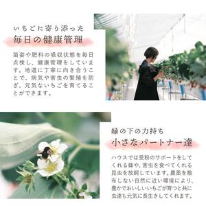 【先行予約 | 2026年4月中旬より出荷開始】いちご 中粒 カラダよろこぶ やみつき 越後姫 約200g×2パック (18~30粒入り) イチゴ 苺 上越市 新潟