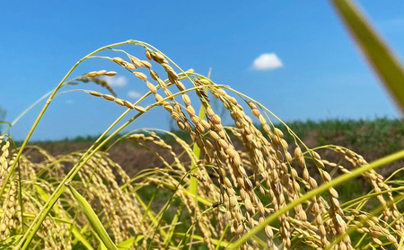 定期便5kg×3袋（計15kg）新米 令和7年 新潟県産 棚田米 コシヒカリ 5kg 5キロ 米 上越市 清里区 厳選 こしひかり 白米 精米