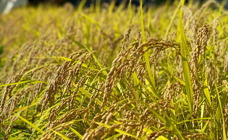 定期便5kg×3袋（計15kg）新米 令和7年 新潟県産 棚田米 コシヒカリ 5kg 5キロ 米 上越市 清里区 厳選 こしひかり 白米 精米