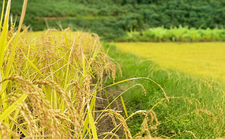 定期便5kg×3袋（計15kg）新米 令和7年 新潟県産 棚田米 コシヒカリ 5kg 5キロ 米 上越市 清里区 厳選 こしひかり 白米 精米