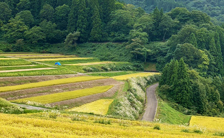 定期便5kg×3袋（計15kg）新米 令和7年 新潟県産 棚田米 コシヒカリ 5kg 5キロ 米 上越市 清里区 厳選 こしひかり 白米 精米