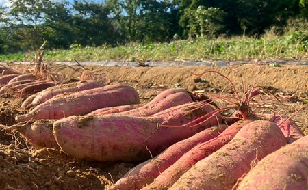 まるたき工房の干し芋【紅はるか】600g　おいも スイーツ ほしいも さつまいも おやつ お菓子 和菓子 和スイーツ 新潟県産 国産