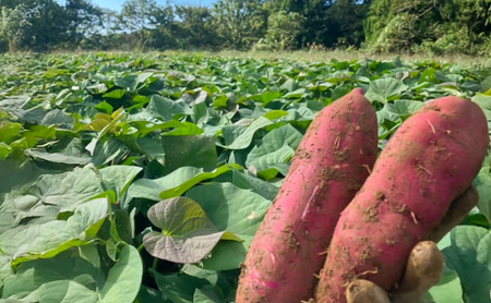 まるたき工房の干し芋【紅はるか】900g　おいも スイーツ ほしいも さつまいも おやつ お菓子 和菓子 和スイーツ 新潟県産 国産