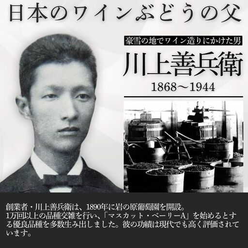 ワイン 岩の原ワイン レッド・ミルレンニューム 12本 720ml 希少ぶどう品種 辛口 お酒 希少 ぶどう 岩の原 新潟 上越 最短3日で発送 お届け：7日以内にお届けします。