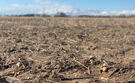 【健康志向の方に！】きく芋の醤油漬け 3袋セット　菊いも　きく芋　菊芋　新潟県上越産　芋　いも　イモ  