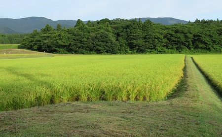 標高200mで育てた棚田米|令和7年・新潟県上越産・にじのきらめき精米5kg　白米  お米 こめ おすすめ ふるさと納税 新潟 新潟県産 にいがた 上越 上越産