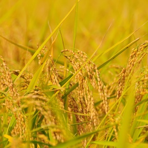 令和7年産／桑谷ファーム／桑谷米（棚田米コシヒカリ）白米・2kg　 精米 こしひかり 新潟県産 米 お取り寄せ ブランド米