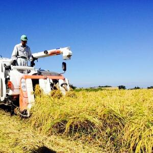 令和7年産／桑谷ファーム／桑谷米（棚田米コシヒカリ）白米・2kg　 精米 こしひかり 新潟県産 米 お取り寄せ ブランド米