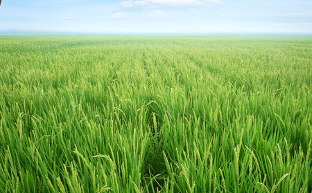 先行予約 定期便 3ヵ月 令和8年産 新潟県 上越市産 コシヒカリ 5kg 5キロ 3回配送 窒素封入 宇都宮大学 開発 上越市 坪井農場 白米 精米 送料無料