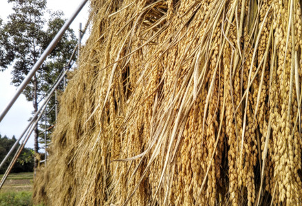 【令和7年産新米】【有機JAS認証】 夢の谷コシヒカリ 玄米 4kg(2kg×2袋) 従来品種 BLでない こしひかり 無農薬 栽培 農家直送 1U07013