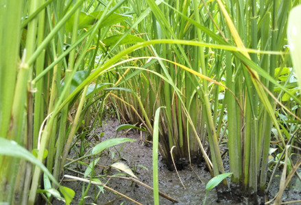 【令和7年産新米】【有機JAS認証】 夢の谷コシヒカリ 玄米 4kg(2kg×2袋) 従来品種 BLでない こしひかり 無農薬 栽培 農家直送 1U07013