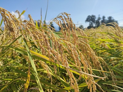 夢の谷ファームのこめ粉 250g×4袋 有機栽培コシヒカリ100％使用 米粉 阿賀野市産 農家直送 1U09008