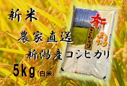 A 47 農家直送 新潟産コシヒカリ 5kg 白米 新潟県阿賀野市 ふるさと納税サイト ふるなび