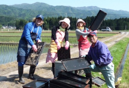 【令和6年産新米予約】旧笹神村産 コシヒカリ 3kg 白米 上泉 農家直送 コメドック 金賞 贈答 9月下旬より順次発送予定1Q05009