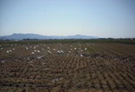 【令和7年産】【3か月定期便】JAS有機認証米 コシヒカリ 5kg×3回 1G05071