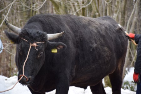 村上牛 サーロインステーキ肉 250g×3枚 にいがた和牛 黒毛和牛 1D21054