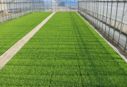 【令和7年産新米】【10か月定期便】特別栽培米 コシヒカリ 10kg×10回 新潟県認証 1G03401