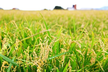 北海道奈井江町 ななつぼし 5kg