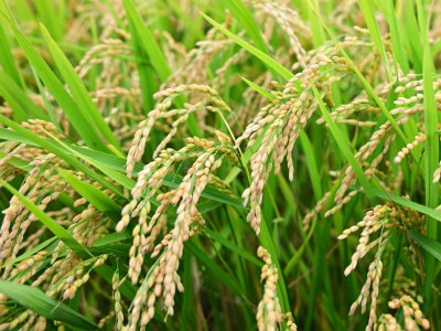 北海道奈井江町　特別栽培米　ななつぼし　5kg