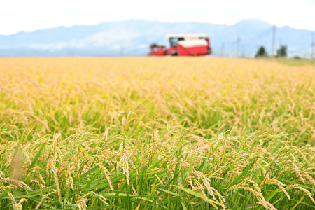 【定期便4回】北海道奈井江町 特別栽培米 ななつぼし 5kg