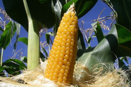 プレミアムポップコーンセットA