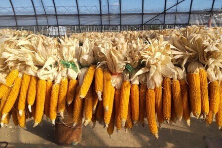 プレミアムポップコーンセットA