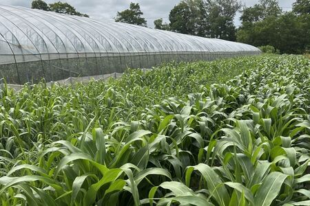 ざっこくごはんのもと3袋セット