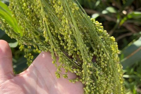 もちきび3袋セット