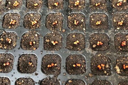 くろせんごく3袋セット