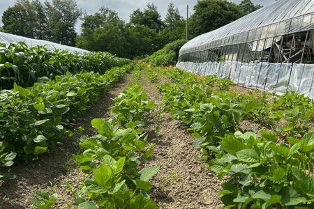 くろせんごく3袋セット