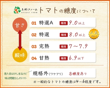 【先行予約/季節限定】『特選』糖度8以上！北海道奈井江町産 厳選トマト「桃太郎ファイト」約1.9kg 12~16玉
