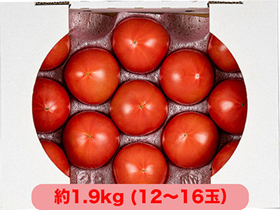 【先行予約/季節限定】『特選』糖度8以上！北海道奈井江町産 厳選トマト「桃太郎ファイト」約1.9kg 12~16玉