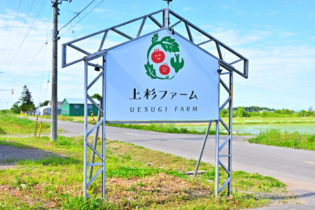 【先行予約/季節限定】『特選』糖度8以上！北海道奈井江町産 厳選トマト「桃太郎ファイト」約1.9kg 12~16玉