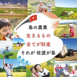 佐渡島産 ミルキークイーン 玄米10Kg(5Kg×2袋)【令和5年産】特別栽培米