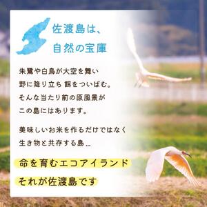 【3か月定期便】佐渡島産新之助 白米10Kg 令和6年産