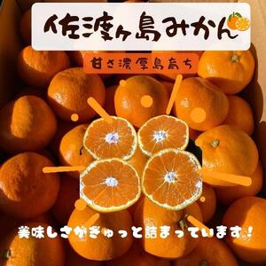 佐渡みかん(3S~2Lサイズ)約5kg