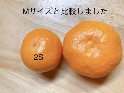 佐渡みかん(3S~2Lサイズ)約5kg