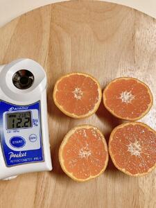 佐渡みかん(3S~2Lサイズ)約5kg