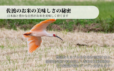 佐渡産コシヒカリ 10kg (5kg x 2) 令和7年産