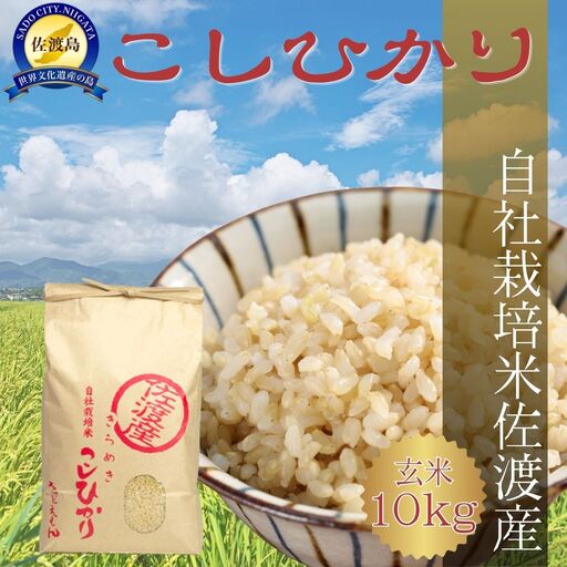 【令和7年米】自社栽培米佐渡産こしひかり（玄米10kg）